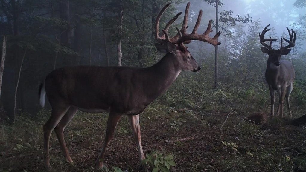 7-tactics-to-find-hunt-nocturnal-bucks